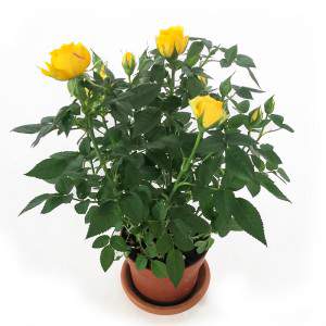 Planta de rosas en jarrón amarillo de 11cm