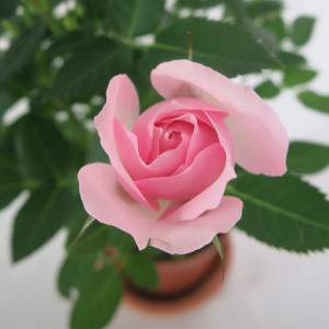 Vase rose rose 11cm