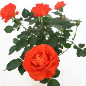 Florero rosa naranja 11cm