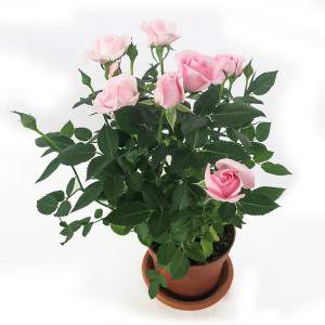 Vaso de rosa com 11 centímetros