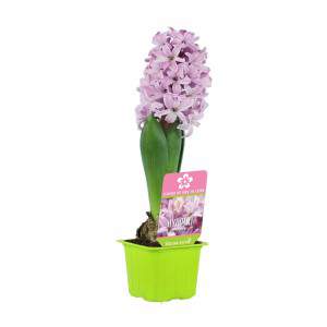 Hyacinth Hyacinthus in flowered pink vase