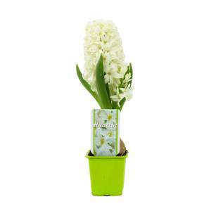 Hyacinth Hyacinthus dans un vase blanc fleuri