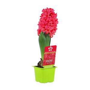Hyacinth Hyacinthus in red flower pot