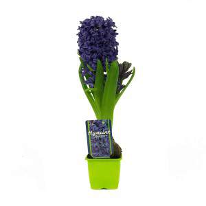 Hyacinth Hyacinthus en pot de fleur bleu