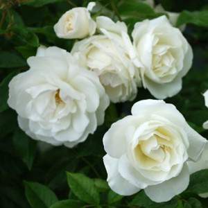 White rose vase 11cm