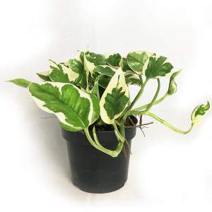 VASE POTHOS EPIPREMNUM N-JOY 12cm