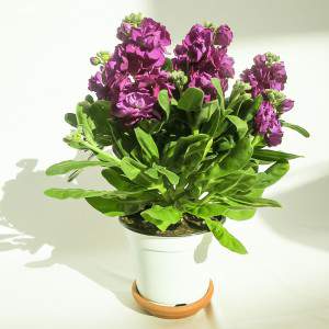 VIOLACIOCCA vase 14cm violet