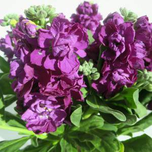 fleur violette de VIOLACIOCCA