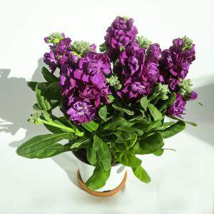 MATTHIOLA INCANA vase 14cm violet