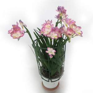 Freesia - Freesia Topfpflanze