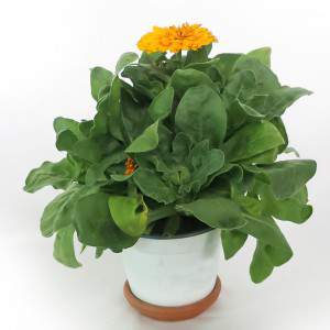 CALENDULA OFFICINALIS VASE 14cm gelb