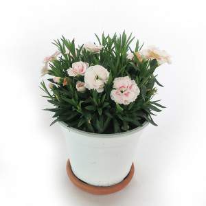 WHITE GAROFANO VASE 14cm