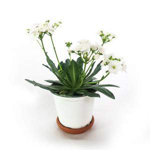 Vase Lewisia 14cm fleur blanche