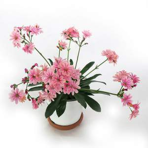 Lewisia vaso 14cm fiore rosa