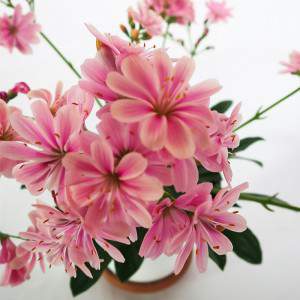 Vase Lewisia 14cm fleur rose