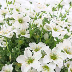 vase à fleurs saxifrage blanc 14 cm blanc