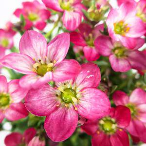 pink saxifrage flower vase 14 cm white
