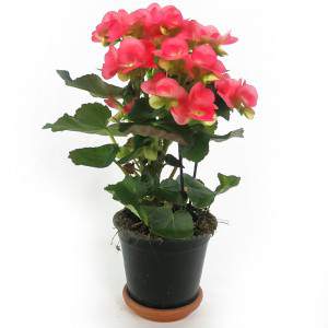 BEGONIA ELATIOR IN VASE