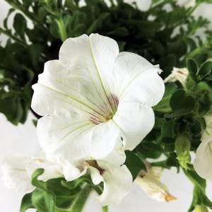 flor blanca de CARGANDO SURFINIA