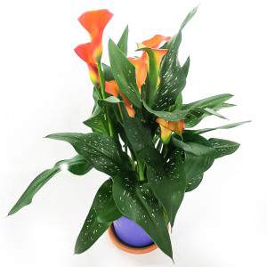 CALLA ZANTEDESCHIA VASE 13cm fleur d&#039;oranger