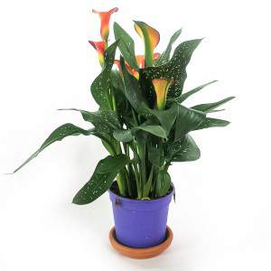 CALLA ZANTEDESCHIA VASE 13cm fleur d&#039;oranger