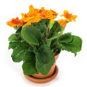 FLOR PRIMULA FLORERO DOBLE AMARILLO 10cm