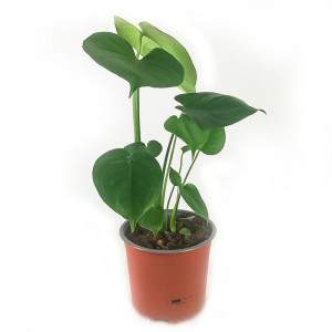 Monstera deliciosa - hole plant - Monkey Leaf