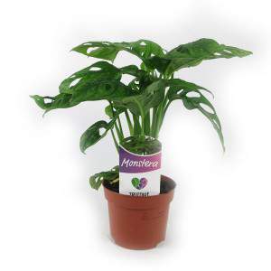 Monstera Monkey Leaf - planta de agujero