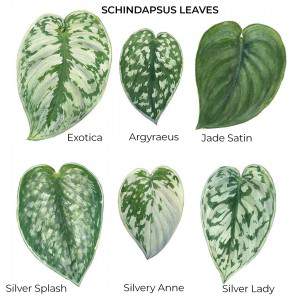 schindapsus leaves