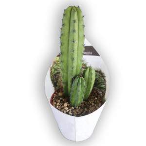 Myrtillocactus geometrizans Flowerpot 10 cm
