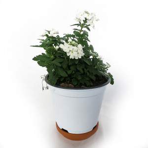 Vase verveine 14cm blanc