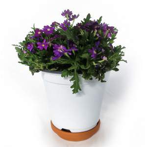 Verbena vase 14cm Purple