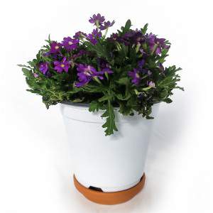 Vaso Verbena 14cm Roxo