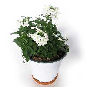 Vase verveine 14cm blanc