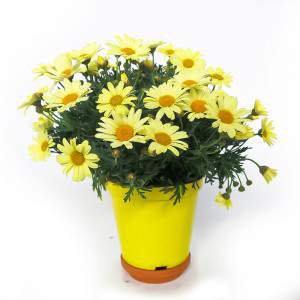 vaso margarida 14cm amarelo