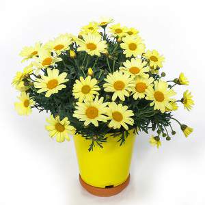 Vase marguerite 14cm jaune