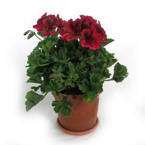 GERANIUM MACRANTA VASE 14CM