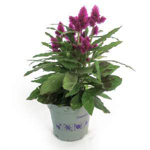 JARRON CELOSIA 12 cm