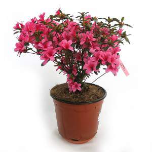 Azalea Japonica- Rosa delle...