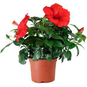 Vase plante hibiscus rouge 14cm