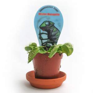 DIONAEA MUSCIPULA PLANTE CARNIVORE vase 7cm