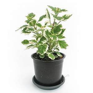 PLECTRANTHUS INCENSE PLANT