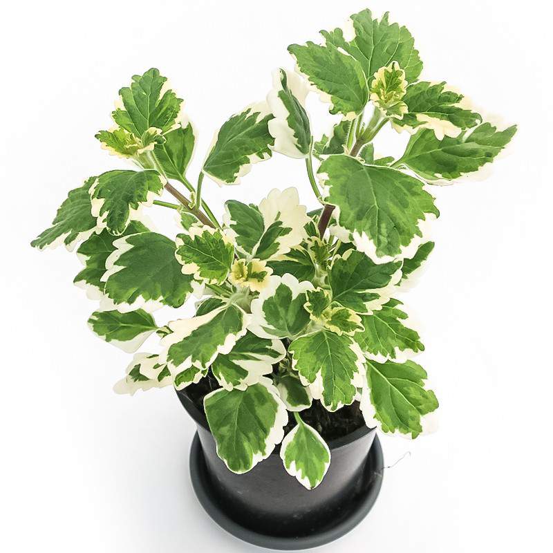 PLANTA DE INCIENSO PLECTRANTHUS - Anticadutavasi PLANTA DE INCIENSO PLECTRANTHUS - Anticadutavasi