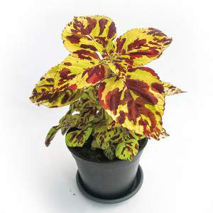 VASO COLEUS 14cm