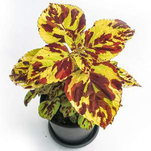 VASO COLEUS 14cm