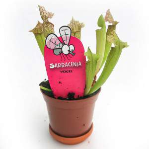 VASE PLANTES CARNIVORES SARRACENIA 9cm