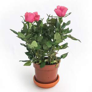Rosa Amorosa vase rose 10cm
