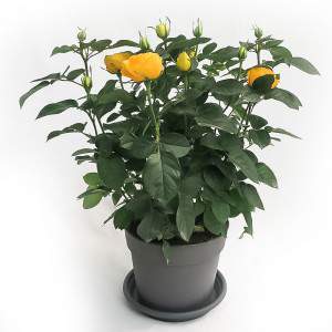 ROSA Palace® vase 17cm yellow