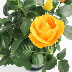 Vase ROSA Palace® 17cm jaune