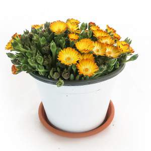 Delosperma - Pianta succulenta - vaso 14cm rosso